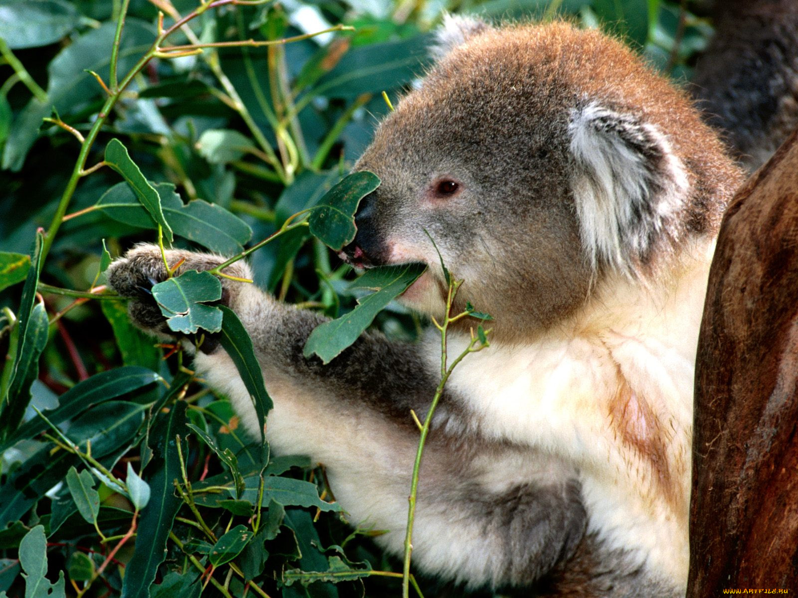 leaf, eater, koala, , 